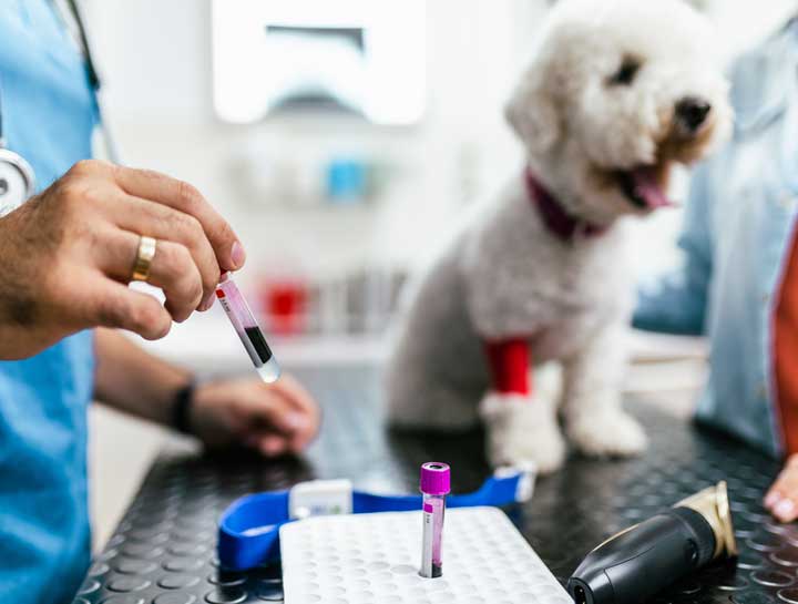 Xrays for Cats & Dogs